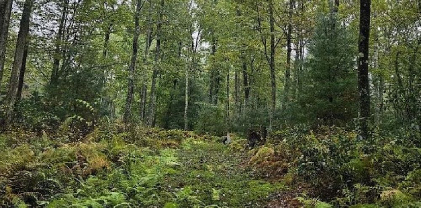 BEAUTIFUL, WOODED 25 ACRES IN LYCOMING COUNTY