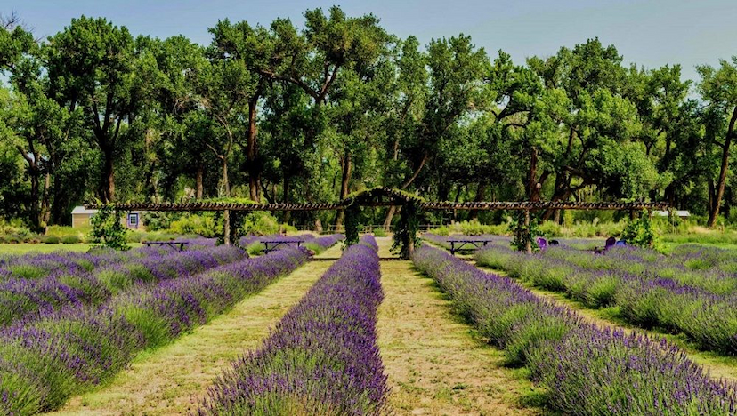 Purple Adobe Lavender Farm