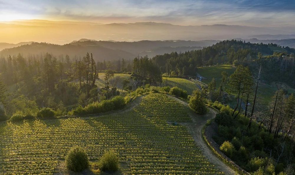 Planted To Hillside Cabernet