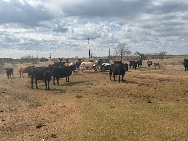 PERFECT MURPHY HUNTING RANCH - DONLEY COUNTY