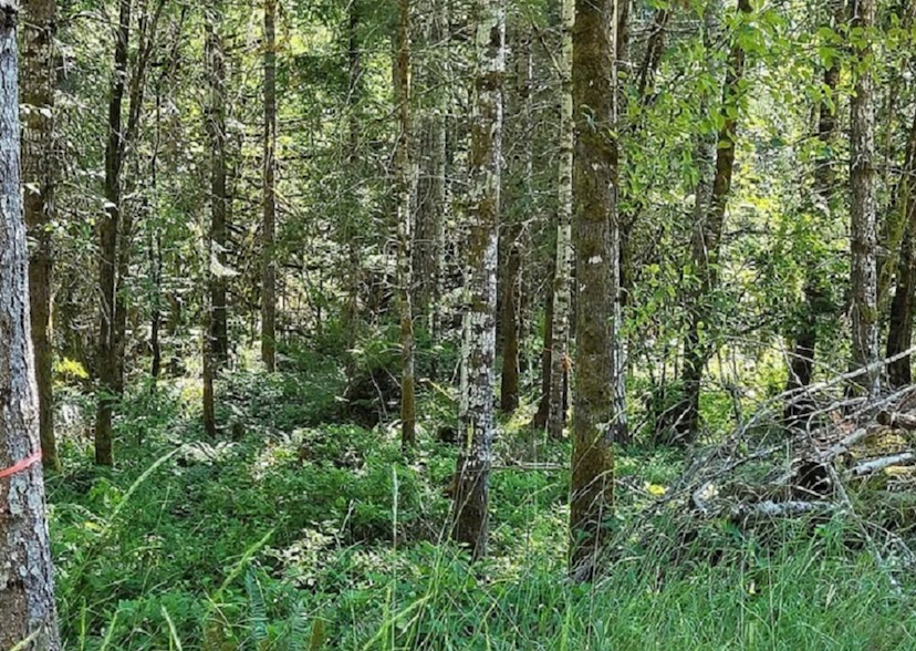 Lot 3 Cowichan Lake Road