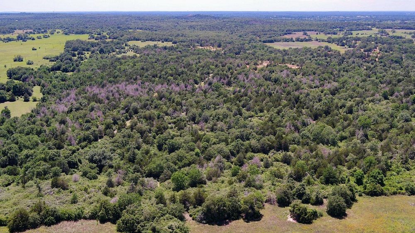 134.5 Acres | Milam County