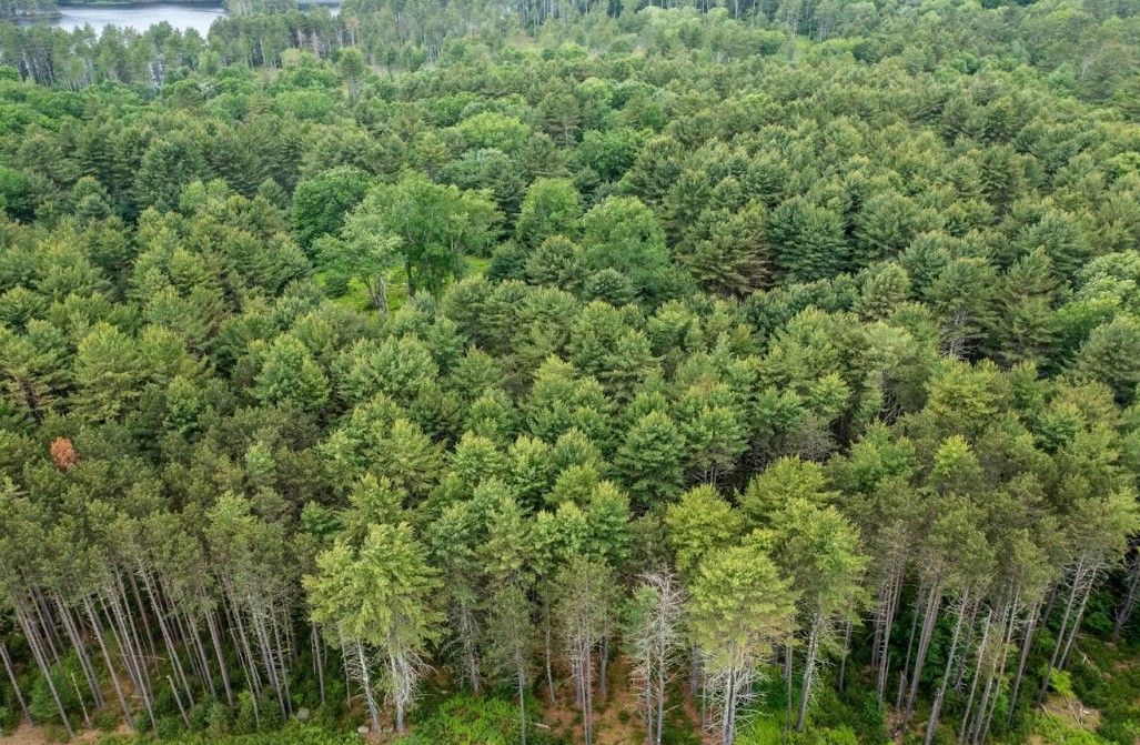 Wooded Homesite Lot